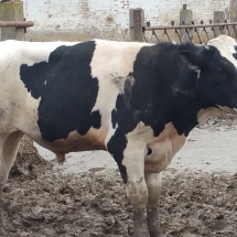 Calves from Ukraine for slauther